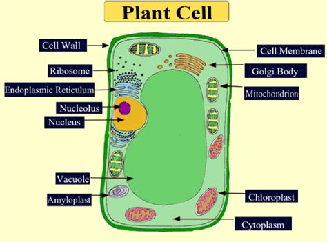 Do Plant Cells Have A Mitochondria