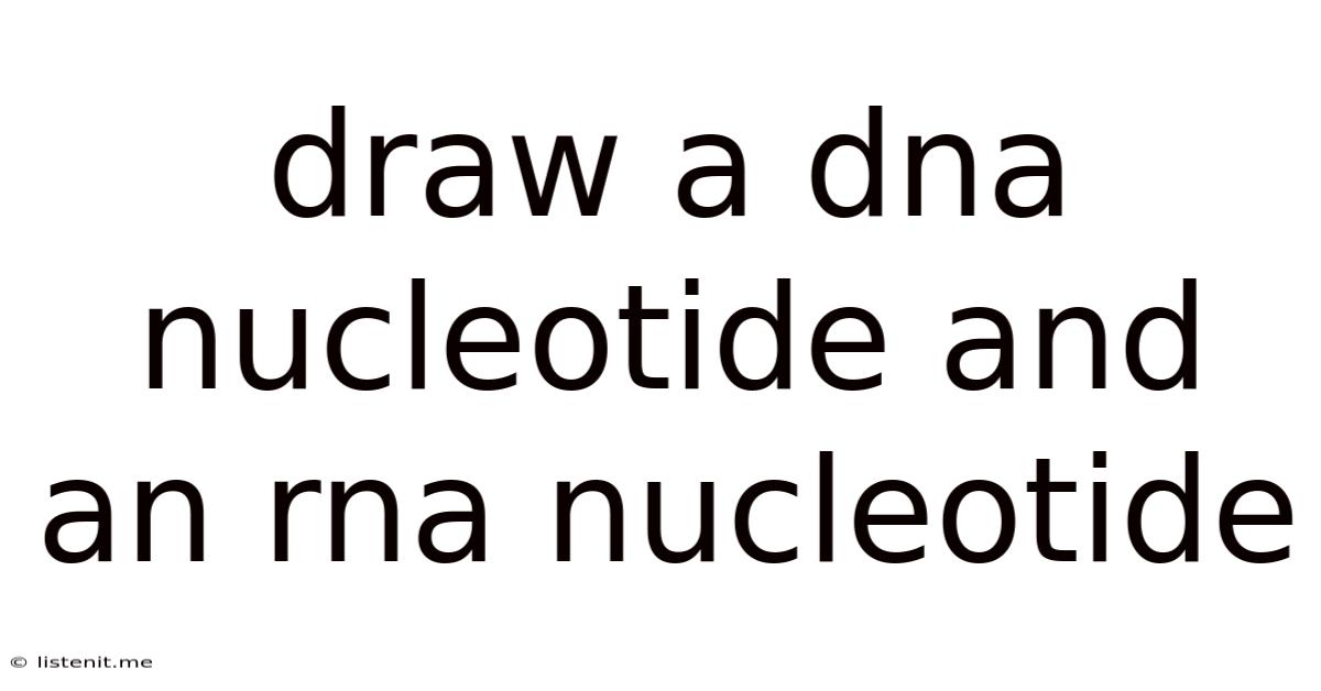 Draw A Dna Nucleotide And An Rna Nucleotide