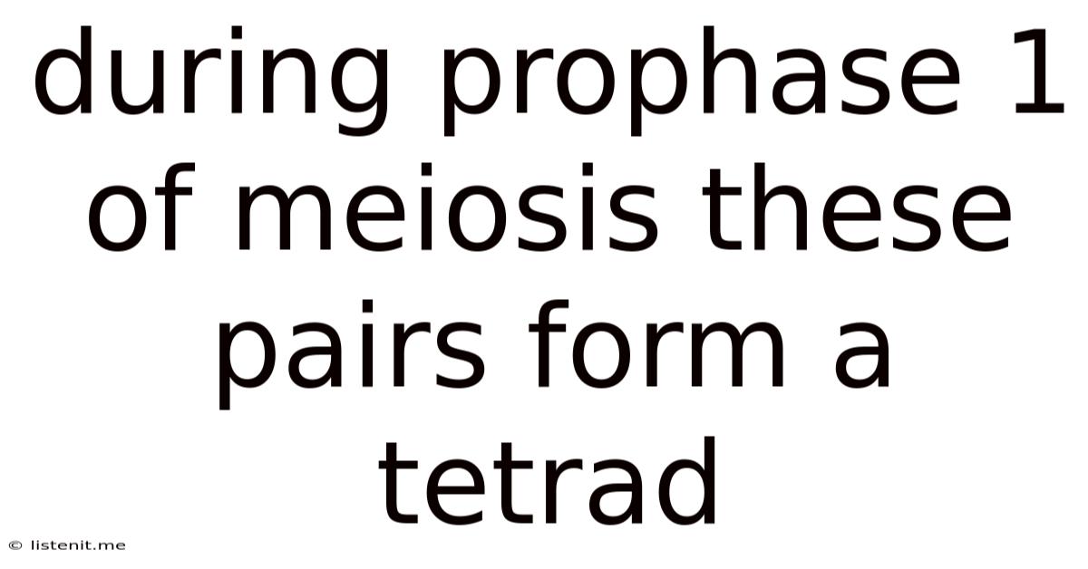 During Prophase 1 Of Meiosis These Pairs Form A Tetrad