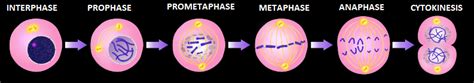 During Which Phase Do Chromosomes First Become Visible