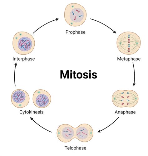 During Which Phase Of Mitosis Do Sister Chromatids Separate