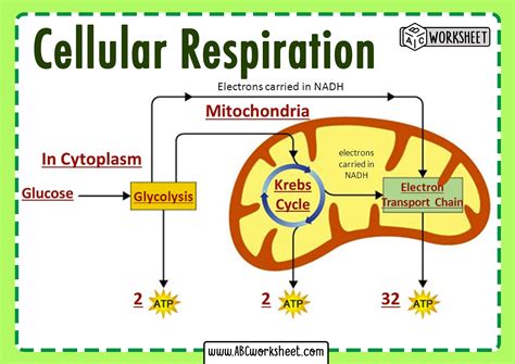 During Which Phases Of Cellular Respiration Is Co2 Produced