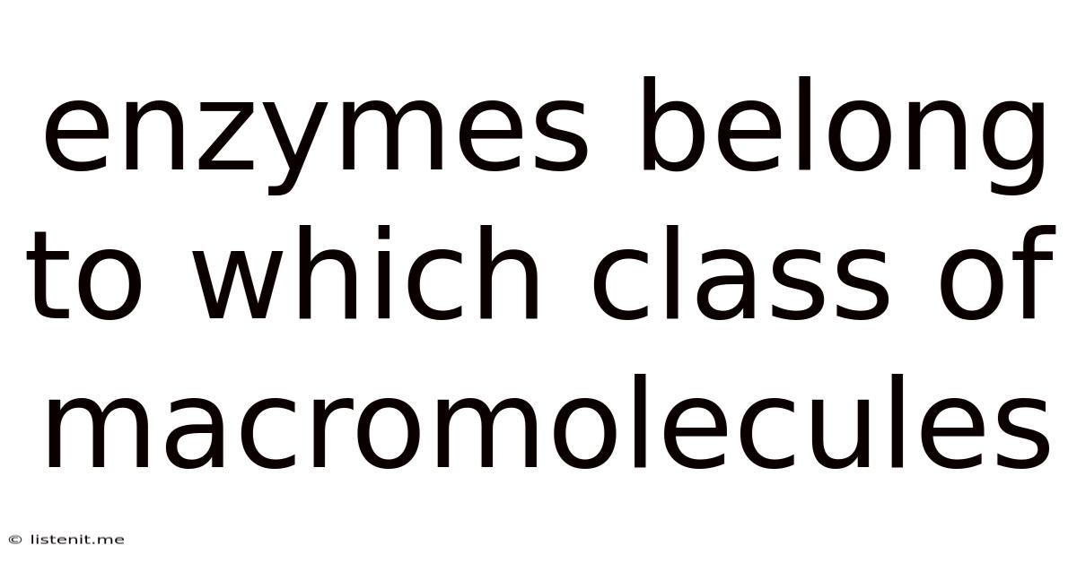 Enzymes Belong To Which Class Of Macromolecules