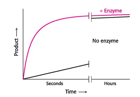 Enzymes Increase The Rate Of A Reaction By