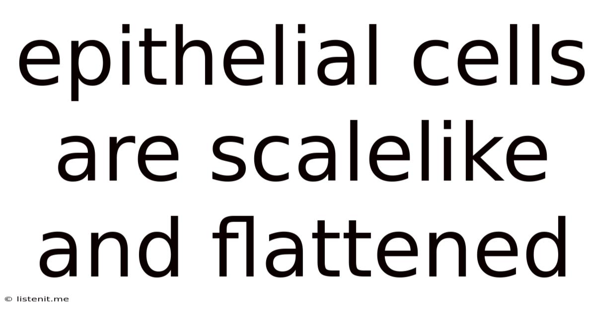 Epithelial Cells Are Scalelike And Flattened