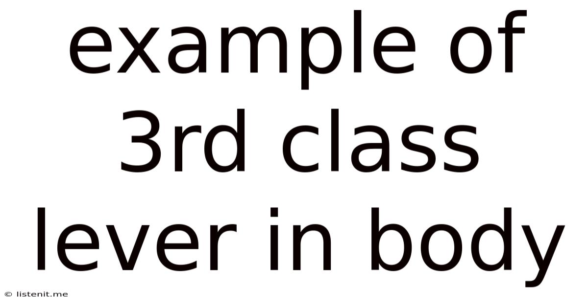 Example Of 3rd Class Lever In Body