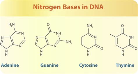 Four Nitrogen Bases Found In Dna