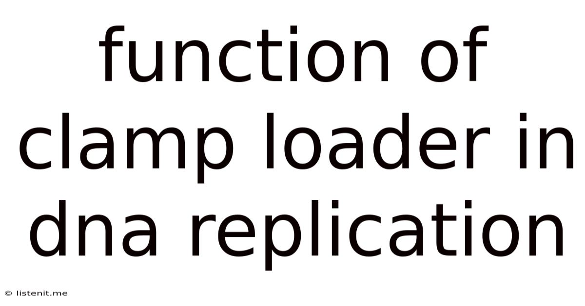 Function Of Clamp Loader In Dna Replication