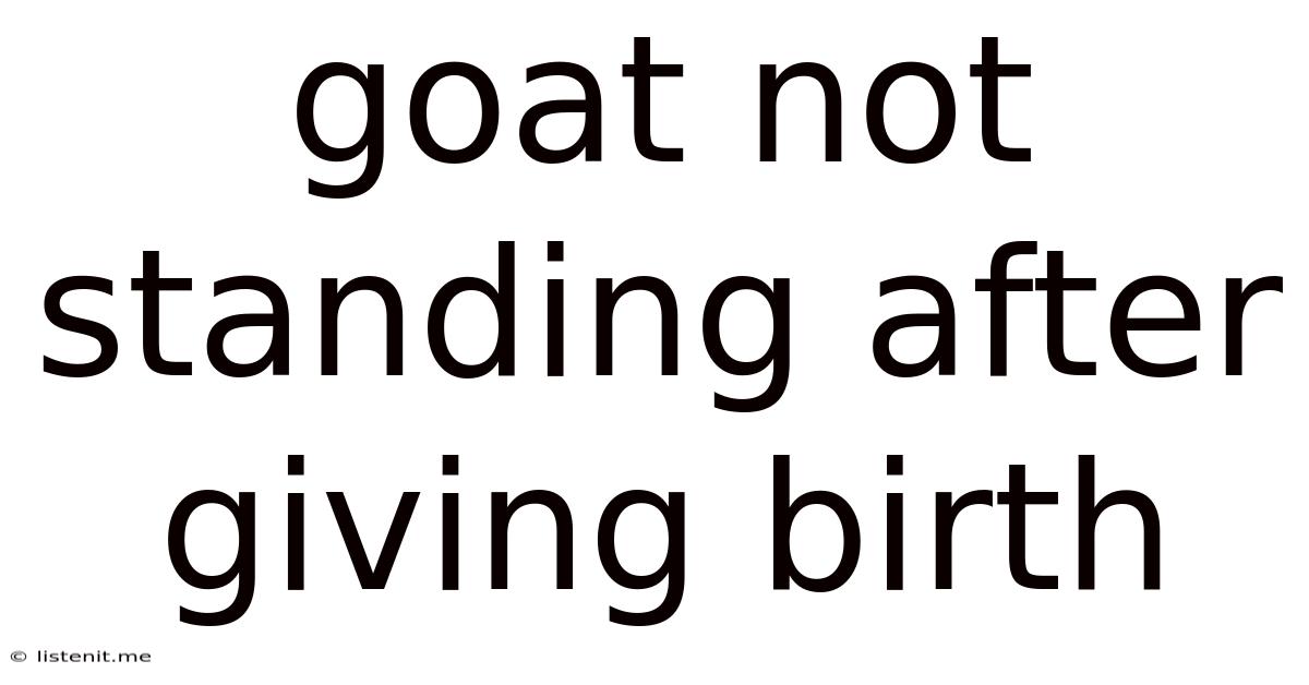 Goat Not Standing After Giving Birth
