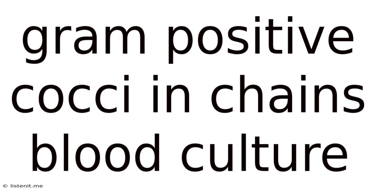 Gram Positive Cocci In Chains Blood Culture