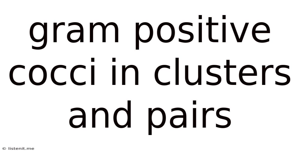 Gram Positive Cocci In Clusters And Pairs