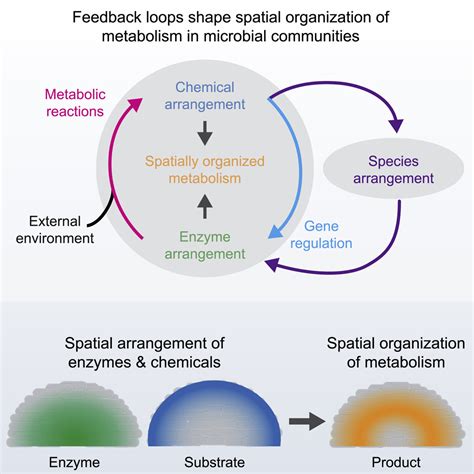 How Are Chemical Bonds Important In Metabolism