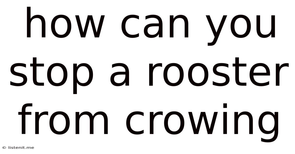 How Can You Stop A Rooster From Crowing