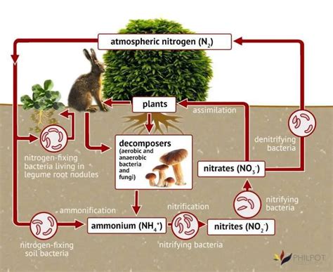 How Do Animals Get The Nitrogen They Need