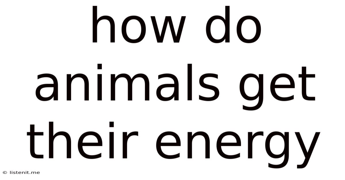 How Do Animals Get Their Energy