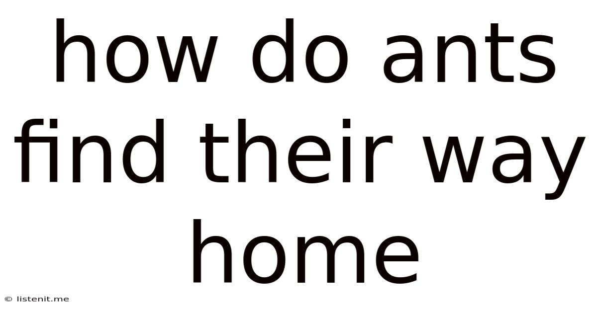 How Do Ants Find Their Way Home