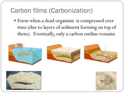 How Do Organisms Form Carbon Films