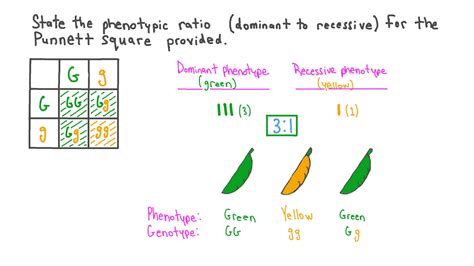 How Do You Find Phenotypic Ratio