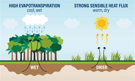 How Does Deforestation Affect The Water Cycle