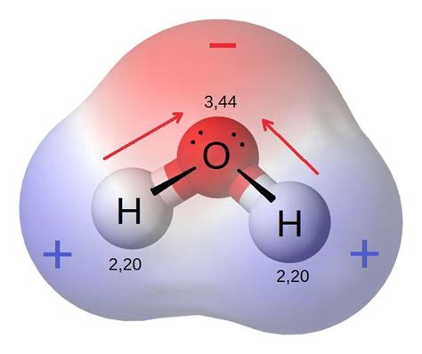 How Does Electronegativity Affect The Interactions Between Water Molecules