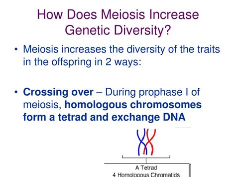 How Does Meiosis Generate Genetic Diversity