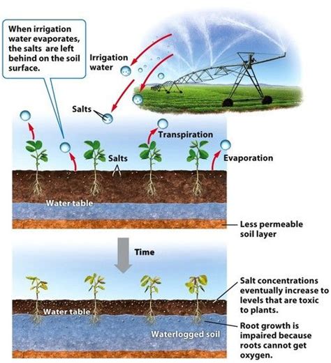 How Does Over Irrigation Lead To Salinization