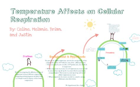 How Does Temperature Affect Cellular Respiration