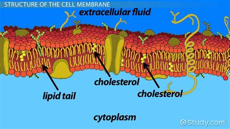 How Does The Cell Membrane Help Maintain Homeostasis