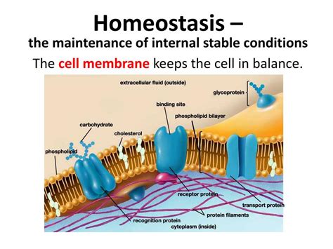 How Does The Cell Membrane Help To Maintain Homeostasis