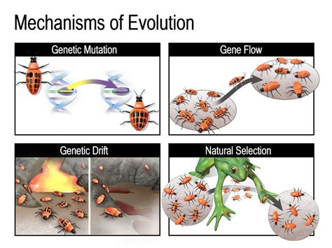 How Is Genetic Drift Different From Natural Selection