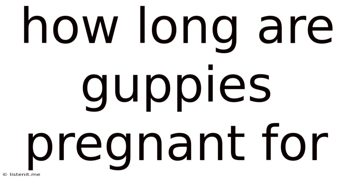How Long Are Guppies Pregnant For