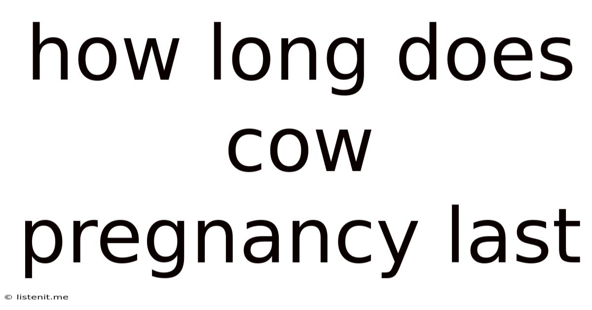 How Long Does Cow Pregnancy Last