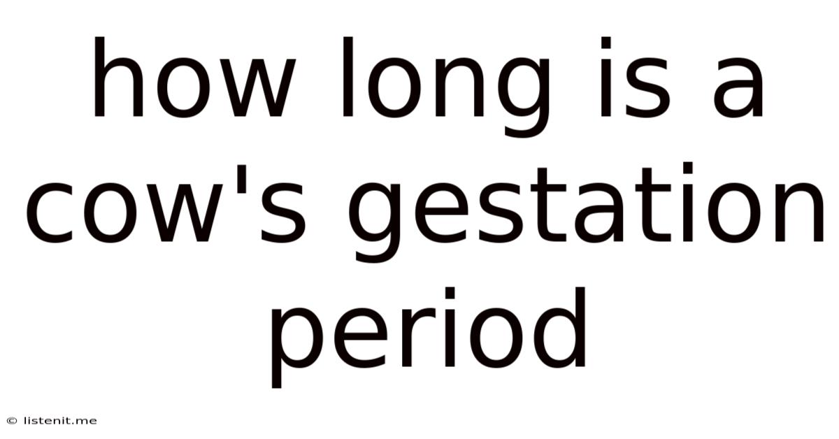 How Long Is A Cow's Gestation Period