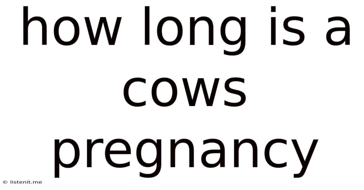 How Long Is A Cows Pregnancy