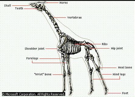 How Many Bones Do Giraffes Have