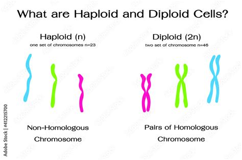 How Many Chromosomes Are In A Human Diploid Cell