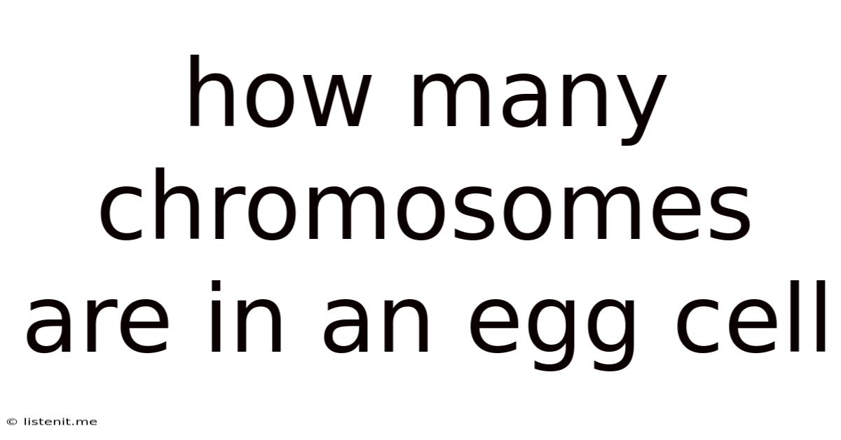 How Many Chromosomes Are In An Egg Cell