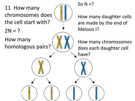 How Many Chromosomes Does A Daughter Cell Have