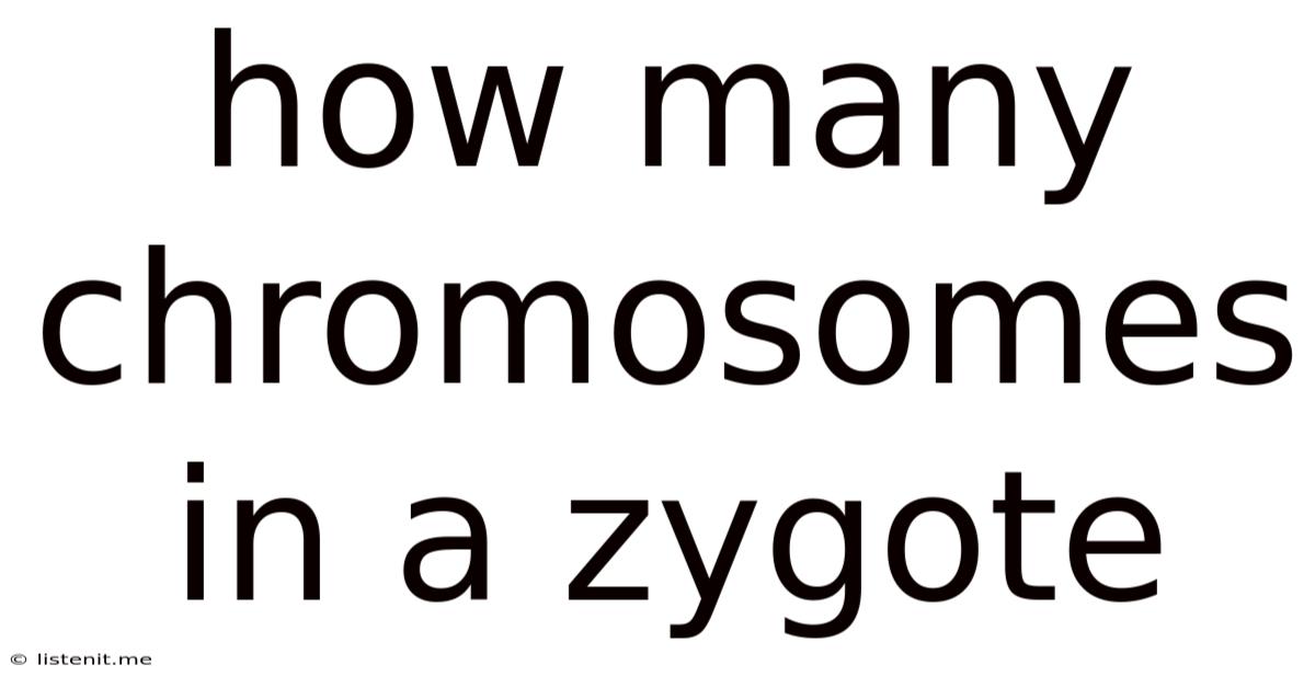 How Many Chromosomes In A Zygote