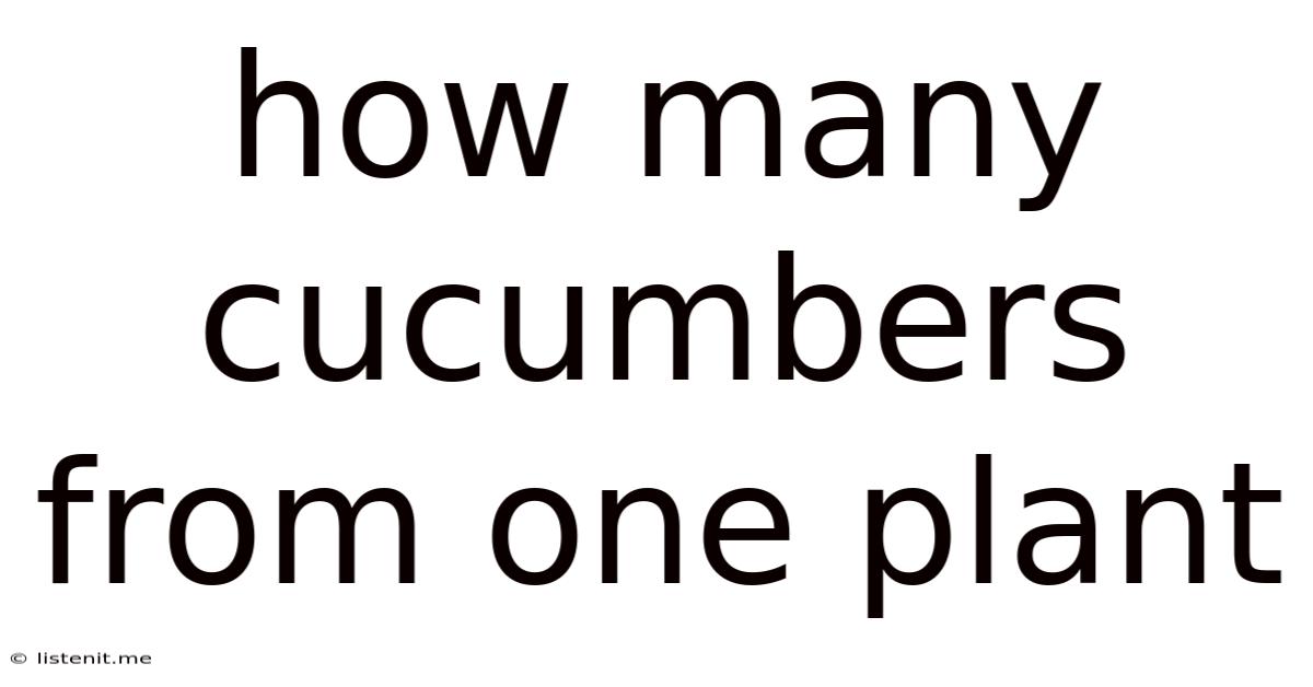 How Many Cucumbers From One Plant