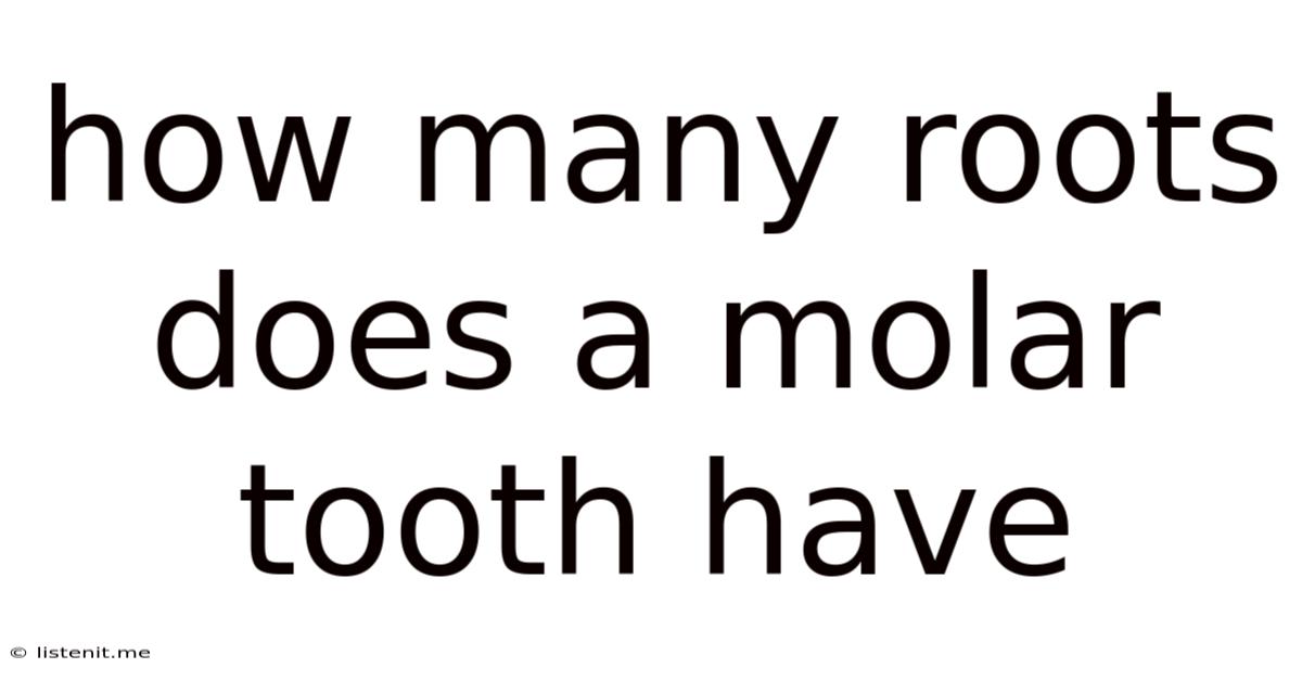 How Many Roots Does A Molar Tooth Have