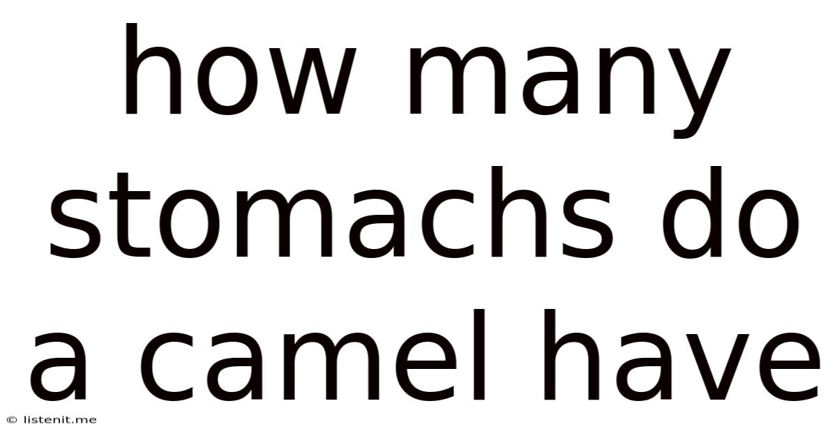 How Many Stomachs Do A Camel Have