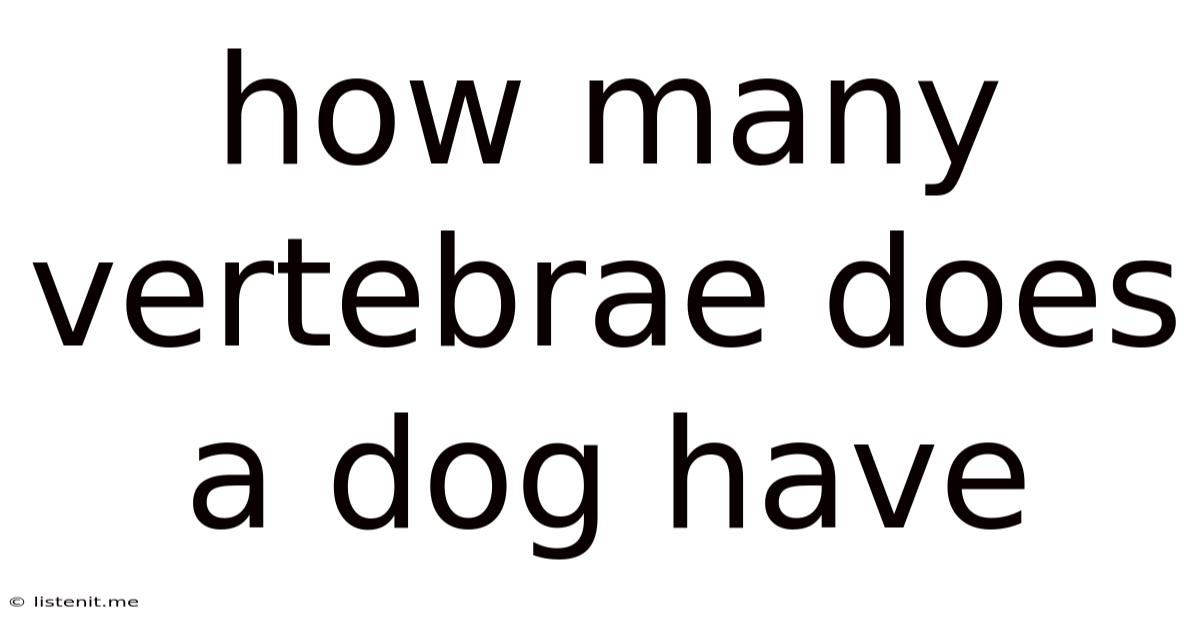 How Many Vertebrae Does A Dog Have