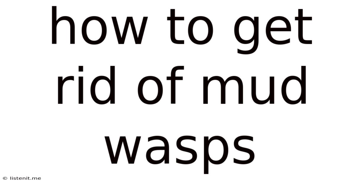How To Get Rid Of Mud Wasps