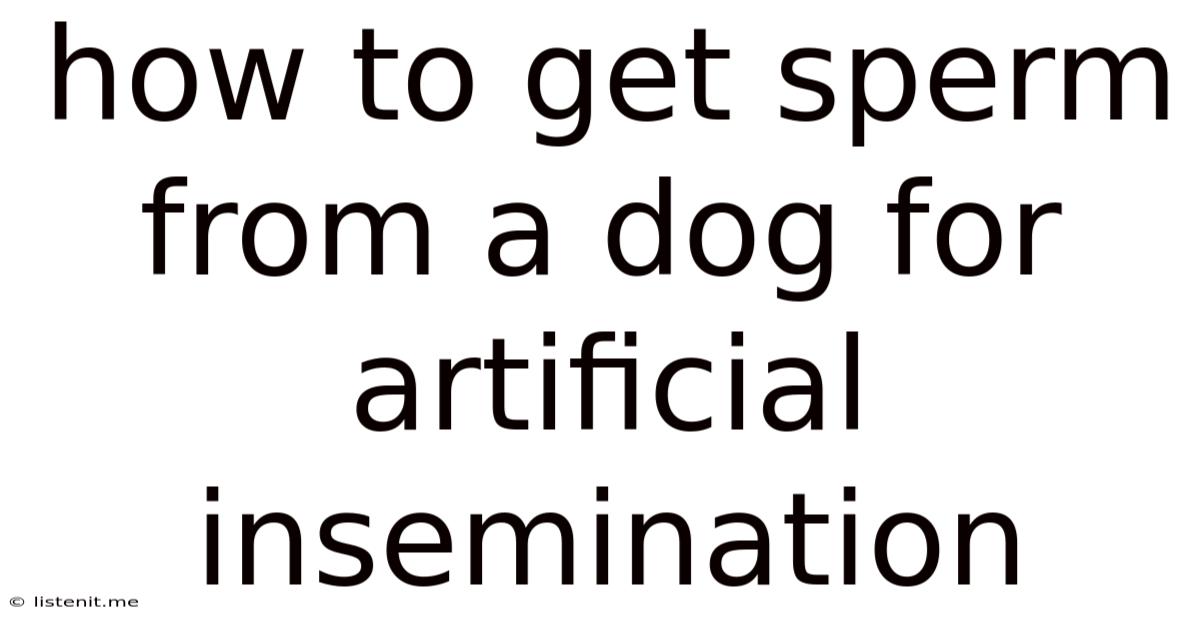 How To Get Sperm From A Dog For Artificial Insemination