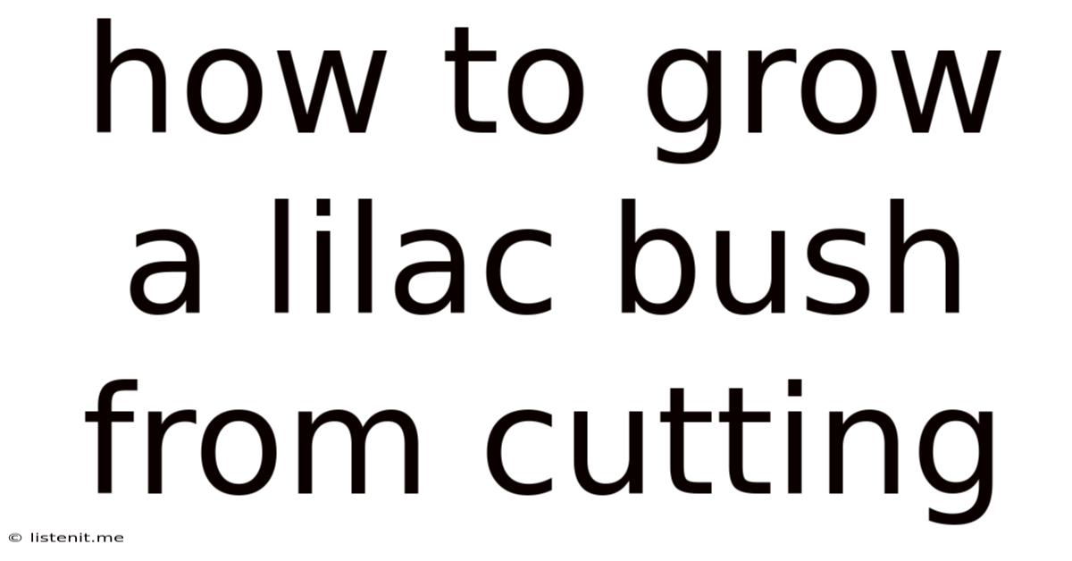 How To Grow A Lilac Bush From Cutting