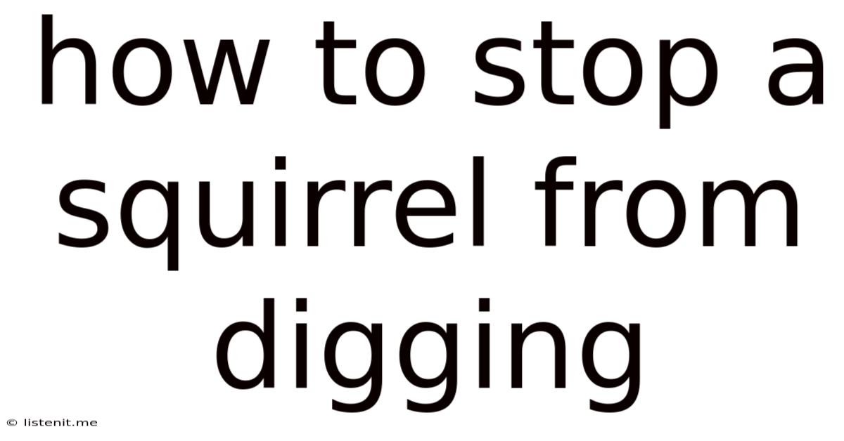 How To Stop A Squirrel From Digging
