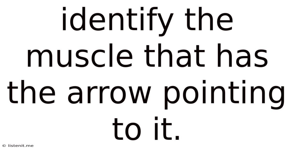 Identify The Muscle That Has The Arrow Pointing To It.