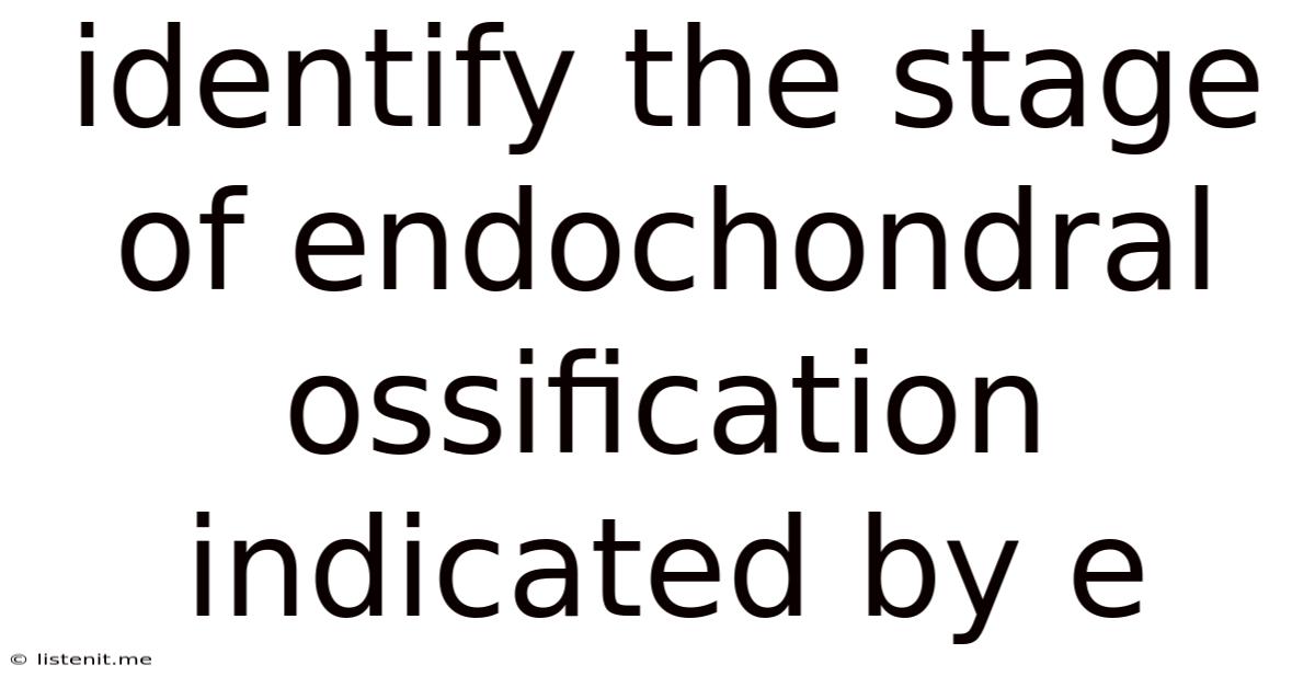 Identify The Stage Of Endochondral Ossification Indicated By E