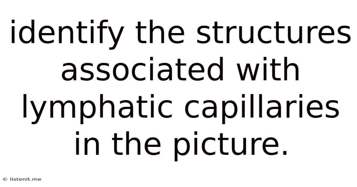 Identify The Structures Associated With Lymphatic Capillaries In The Picture.